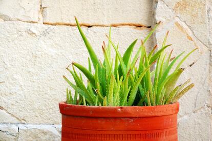 Se sienten a gusto entre hermanos. La genética vegetal es similar a la de los animales. La petunia tiene madre, padre, hermanos y su propia prole. Una genealogía aplicable a las plantas que los botánicos conocen bien: “Designamos a menudo como madre o hija a las plantas a la hora de referirnos a ellas”, apunta Pablo Vargas, del Real Jardín Botánico de Madrid. Las especies vegetales buscan la compañía de sus parientes para encontrar seguridad y protección. “Las plantas hablan entre ellas, reconocen a sus familiares y dan pruebas de tener caracteres distintos. Al igual que en el reino animal, en el vegetal, existen plantas oportunistas, generosas, honestas y falaces, que recompensan a quienes les ayudan y castigan a quienes tratan de lastimarlas”, asegura Stefano Mancuso en su libro <i>Sensibilidad e inteligencia en el mundo vegetal</i>.