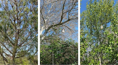 Colocación de cajas nido en el entorno del arroyo Rio Pudio.