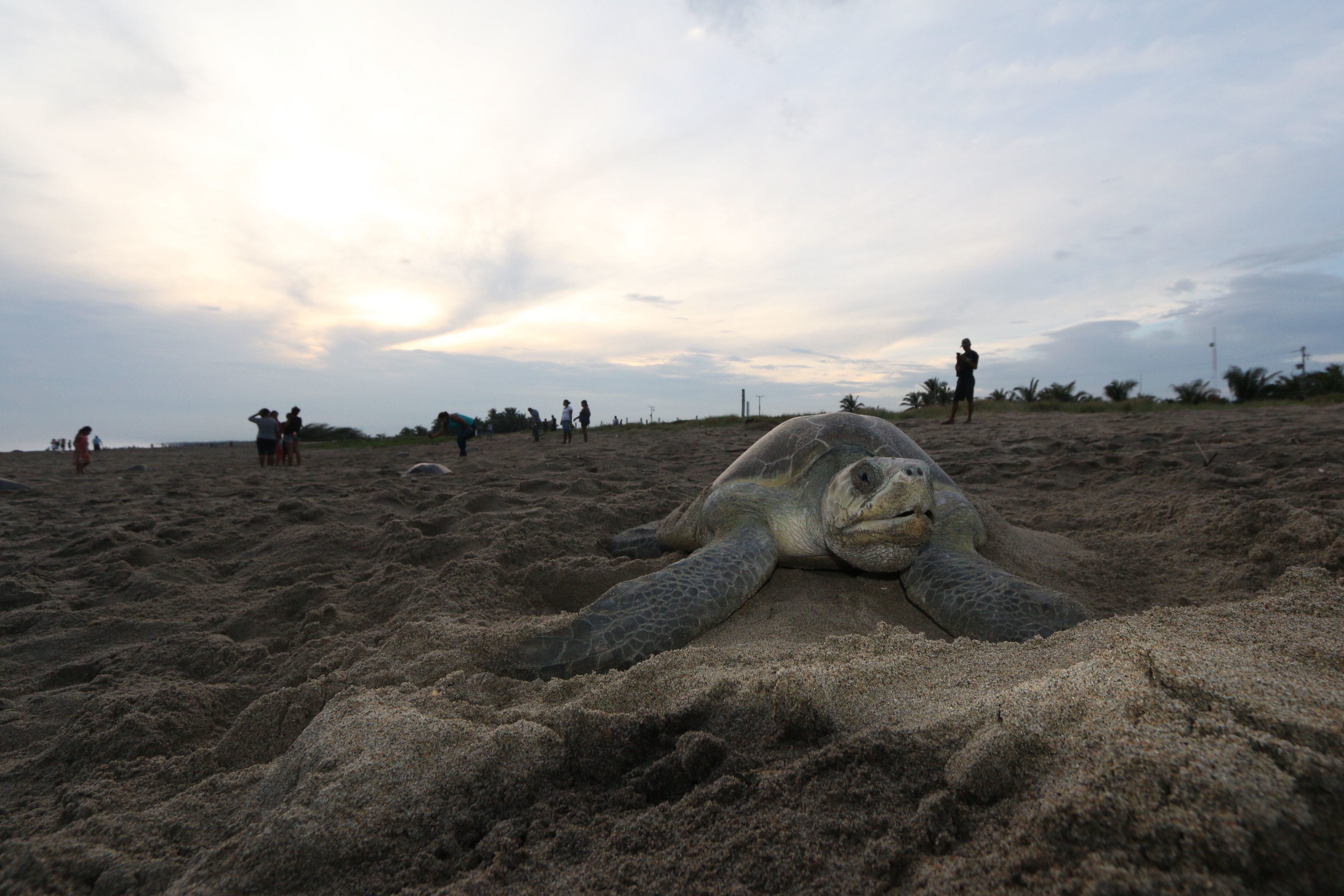 De cazadores a protectores: la transformación de los pueblos costeros de Oaxaca tras la veda del consumo de tortugas marinas