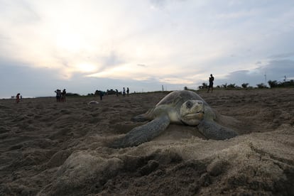 Santuario de la tortuga golfina, en Santa María Yonameca, el 13 de agosto de 2017.