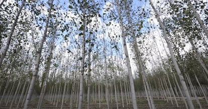 Bosque en la provincia de Granada.
