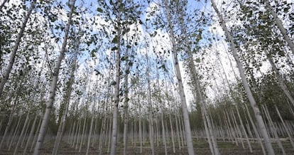 Bosque en la provincia de Granada. 