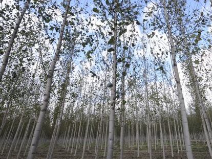 Bosque en la provincia de Granada. 