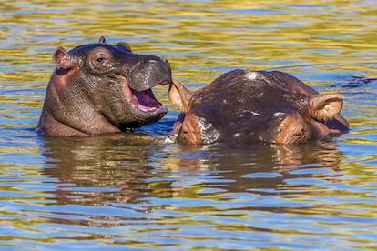 La imagen, tomada en el parque del Masai Mara, en Kenia, muestra una escena entrañable entre una madre hipopótamo y su cría.