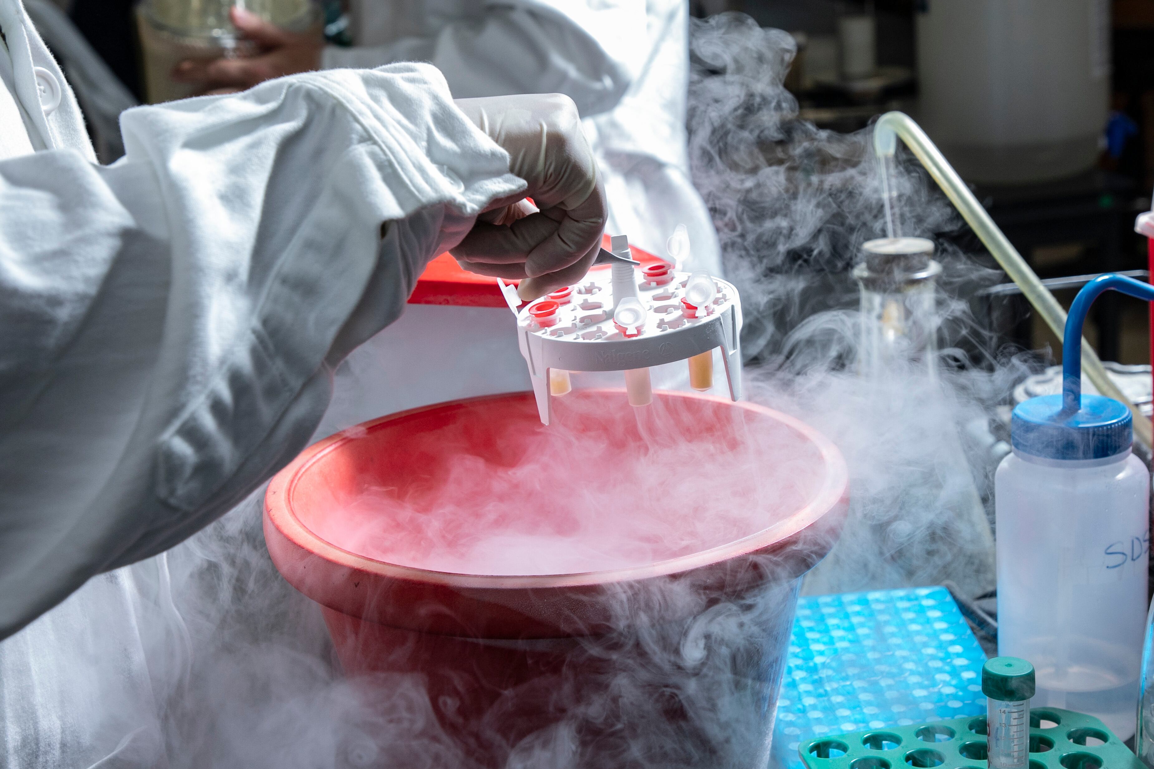 El laboratorio mexicano que busca optimizar los antídotos para las mordeduras de serpientes