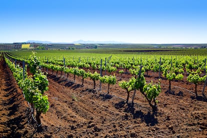 Viñedos pertenecientes a la denominación de origen extremeña Ribera del Guadiana.


