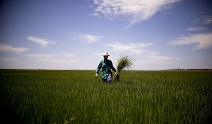 La marisma del bajo Guadalquivir se prepara ya para la próxima cosecha de arroz a principios de octubre.