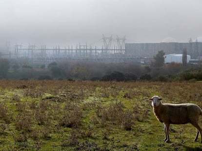 Una oveja pasta junto a la central nuclear de Almaraz (C&aacute;ceres).