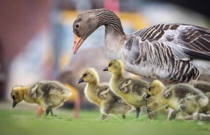 Un pato hembra y sus patitos pasean por un jardín en Fráncfort (Alemania), el 16 de abril de 2018.