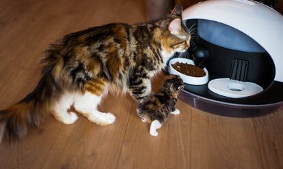 <p>Los amantes de los gatos podrán irse hasta un mes de casa sin preocuparse por la comida y el agua limpia de sus mascotas. El Catspad es un dispensador que almacena alimentos hasta para un mes (1,7 kilos de comida seca y 8 litros de agua). Está conectado a una aplicación móvil que permite programarlo o manejarlo de forma manual; dispone también de sensores para saber (por el chip) cuál de los gatos de la casa está comiendo y bebiendo, si es que hay más de uno.</p><p>Ya se puede comprar a través de su página web por 239 euros. Eso sí, para recibirlo habrá que esperar a mayo.</p>