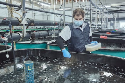 Todo el pescado de acuicultura cultivado en España utiliza piensos realizados elaborados a partir de materias primas aprovisionadas de manera sostenible. En la imagen, instalación de A Coruña.