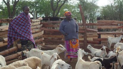 En los países en desarrollo (como Kenia, en la foto), la cría de ganado es una importante fuente de alimento e ingresos para muchos agricultores y pastores de granjas pequeñas.