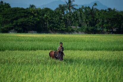 Un agricultor musulmán camina al lado de una vaca en medio de un campo de arroz, en Maungdaw (República de la Unión de Myanmar).