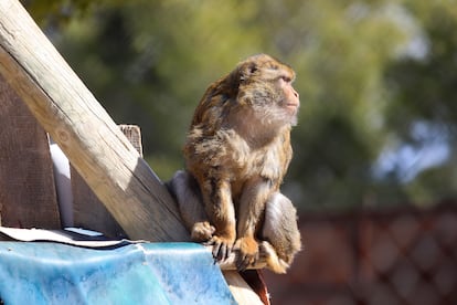 Un macaco de berbería en el centro de recuperación de Villena. 