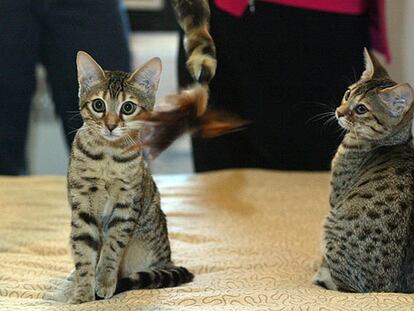 <i>Baba Ganoush</i> (izquierda) y <i>Tabouli,</i> los gatos clonados durante su presentación en Nueva York.
