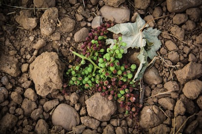 Un racimo de uva se seca en la tierra tras una semana de haber sido cortado, en un viñedo en Grávalos (La Rioja), a principios de julio.