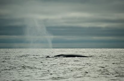 La mayor ballena azul conocida alcanz&oacute; los 33 metros de largo.