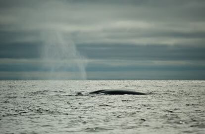La mayor ballena azul conocida alcanzó los 33 metros de largo.
