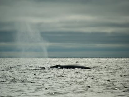 La mayor ballena azul conocida alcanz&oacute; los 33 metros de largo.