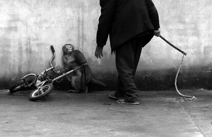 El fotògraf xinès Yongzhi Chu guanyador en la categoria individual de Naturalesa. La imatge mostra un mico mentre és ensinistrat per treballar en un circ, a Suzhou, a la província xinesa d'Anhui.