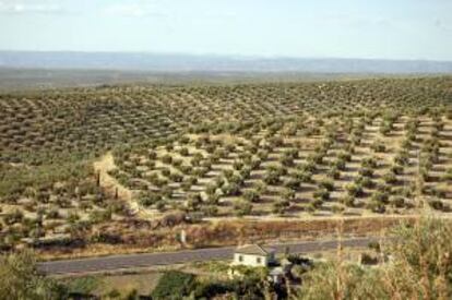 Andalucía, Madrid, Cantabria y País Vasco destacan en el consumo de aceite de oliva virgen, la segunda variedad con más presencia en los hogares españoles, con un incremento de consumo per cápita del 12,1 %, lo que supone un consumo medio nacional de 4,09 litros por persona y año. EFE/Archivo