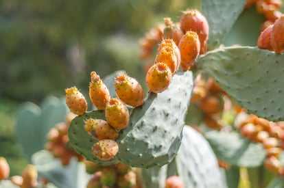 Cactus con chumbos.