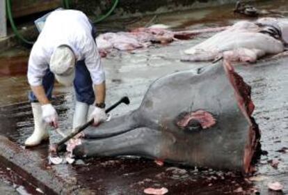 Un pescador japonés descurtiza la cabeza de un ejemplar muerto de zifio de Baird (Berardius bairdii), en el Puerto de Wada, Japón. EFE/Archivo