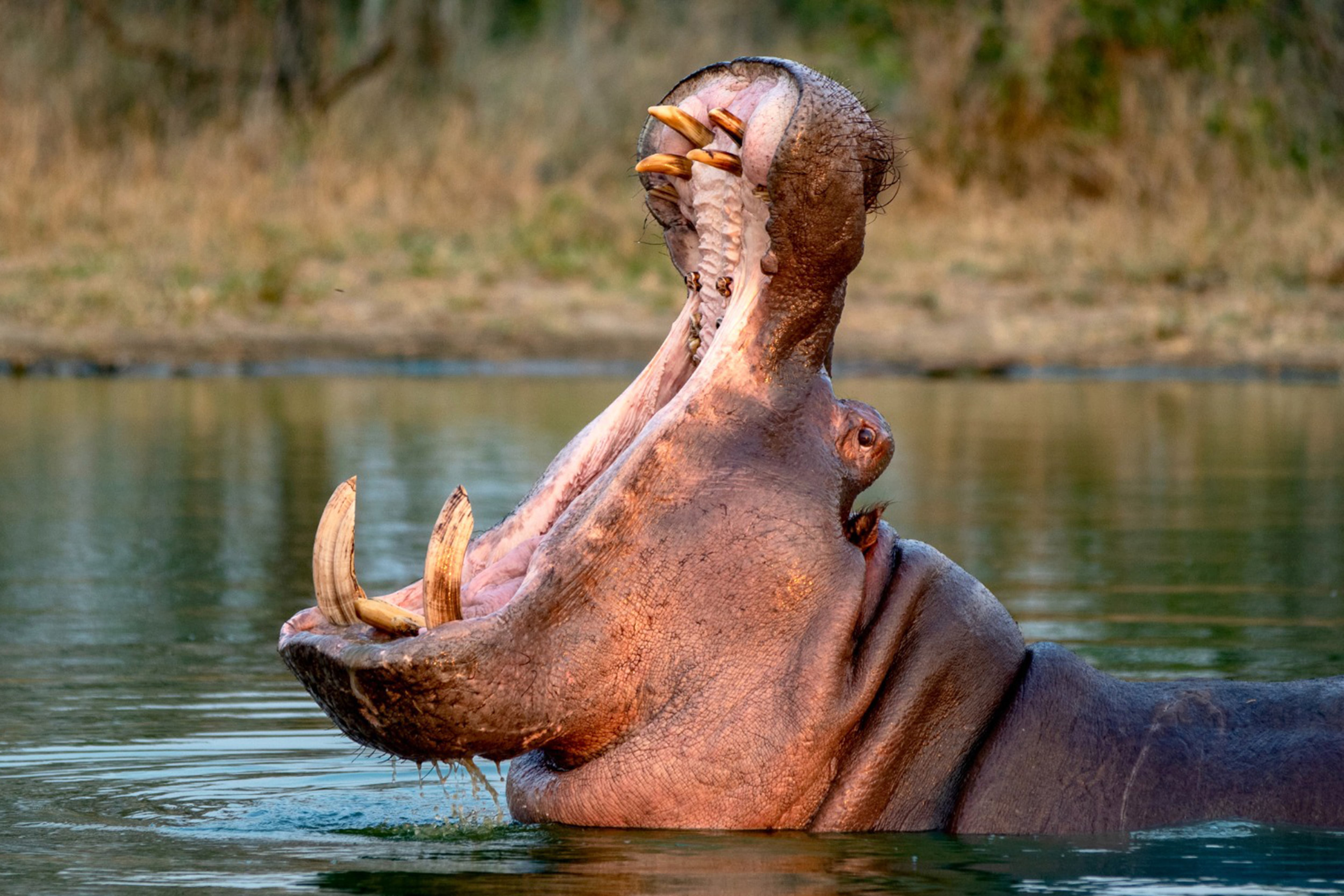 Eutanasia a los hipopótamos o cómo desactivar una bomba de tiempo