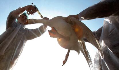 Un veterinario vacuna a un ganso contra la gripe aviar en la localidad de Kaikovo, a unos 20 kilómetros al sur de Minsk, Bielorrusia, antes de llegada de las aves migratorías.