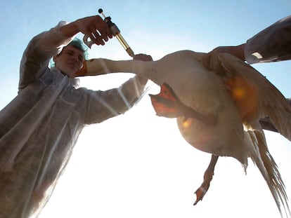 Un veterinario vacuna a un ganso contra la gripe aviar.