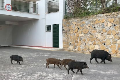 Varios jabalíes en una zona urbana de la localidad malagueña de Mijas.