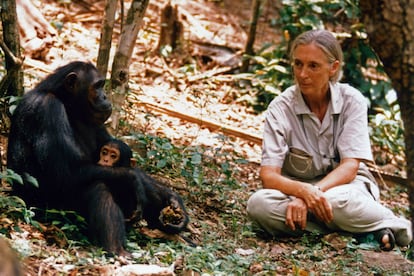 Jane Goodall salvando a los chimpancés en 1987.