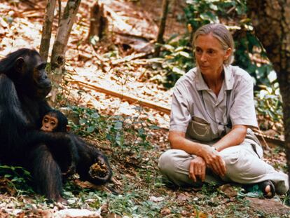 Jane Goodall salvando a los chimpancés en 1987.