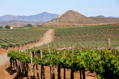 Vista de viñedos en el Valle de Guadalupe, en la región mexicana de Baja California.