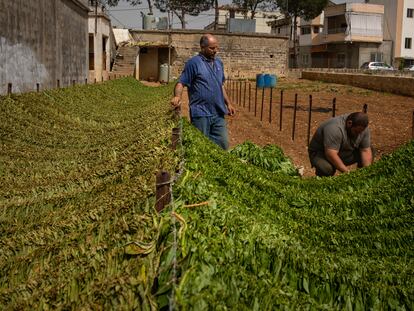 Dos hombres colocan hojas de tabaco para secar en la localidad de Rmeish, en el sur de Líbano, el pasado mayo.