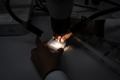 Cadena muestra un colmillo fosilizado en su laboratorio.