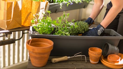 Permiten crear mini-jardines personalizados, equipando el interior con distintas variedades de plantas o macetas. GETTY IMAGES.