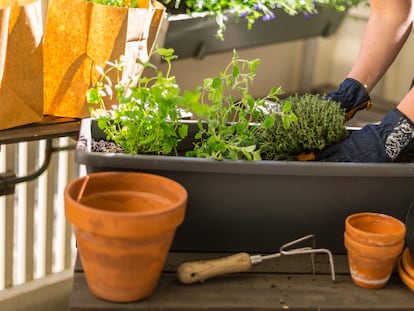 Permiten crear mini-jardines personalizados, equipando el interior con distintas variedades de plantas o macetas. GETTY IMAGES.