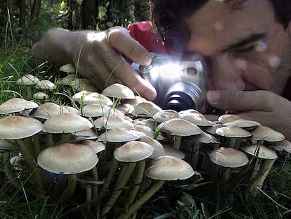 Un hombre hace fotografías a unas setas.
