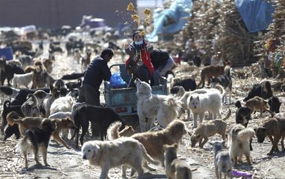 Voluntarios dan de comer a los perros que viven en las instalaciones caninas del exmillonario chino Wang Yan en Ciudad Changchun, en la provincia de Jilin (China).