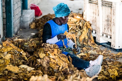 Los cultivadores de tabaco clasifican las hojas de características similares en cajas que luego se envían a la fábrica de Limpopo Tobacco Processors, donde se fijará un precio para la cosecha.