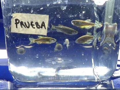 Peces cebra
