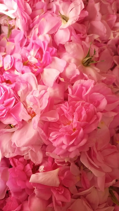 Rosa del desierto, también llamada rosa del año. Imagen proporcionada por el restaurante Boragó.