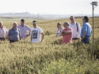 Trabajadores de Mondelez España visitan un campo de trigo adscrito a Harmony.