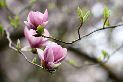Unas magnolias florecen en el jardín botánico de Bolestraszyce (Polonia).