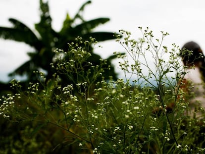 Campos de Buga, Colombia. 