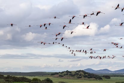 Se estima que este verano criarán en la laguna de Fuente Piedra unas 20.000 parejas de flamencos.