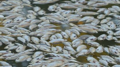 In this image from video, dead fish float on the surface of the lower Darling-Baaka River near the New South Wales state far west town of Menindee, Australia, on Saturday, March 18, 2023.