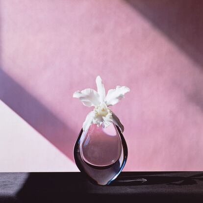  

	Robert Mapplethorpe
	Cattleya Orchid, 1982