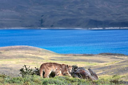 Dos pumas cerca de un lago en el Parque Nacional de Torres del Paine en la Patagonia (Chile).